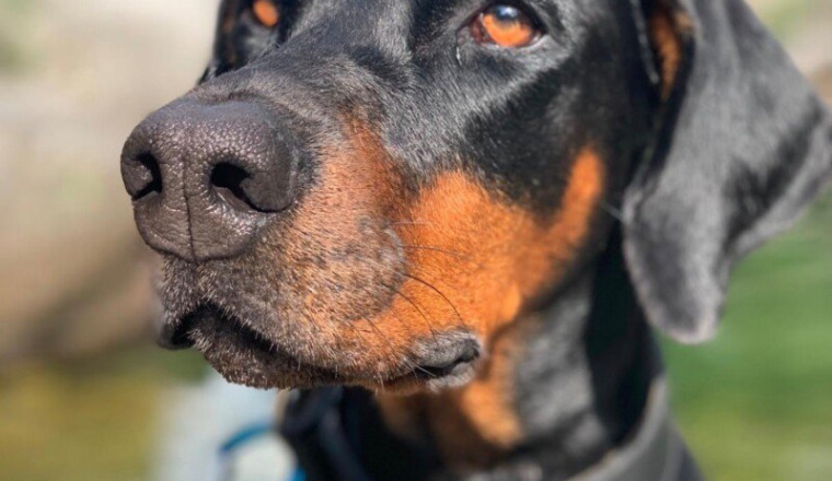Un Dobermann pour Fred