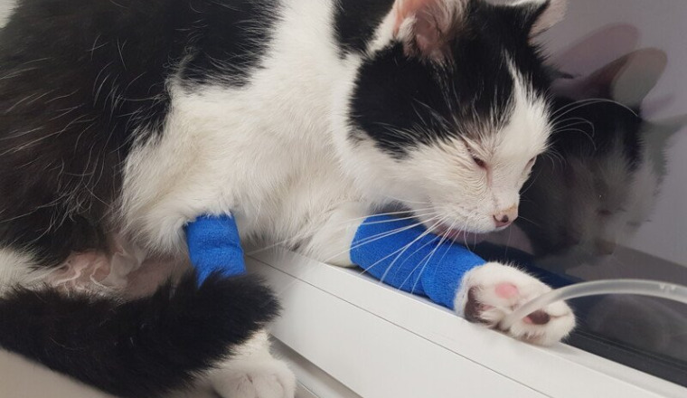 Aidez mon petit didou s'il vous plaît