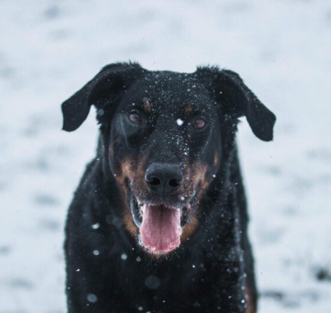TPLO Spike