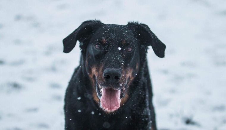 TPLO Spike