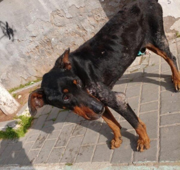 Sauvetage de Rasta / doberman abandonné et malade