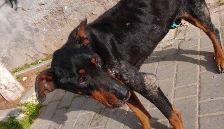 Sauvetage de Rasta / doberman abandonné et malade