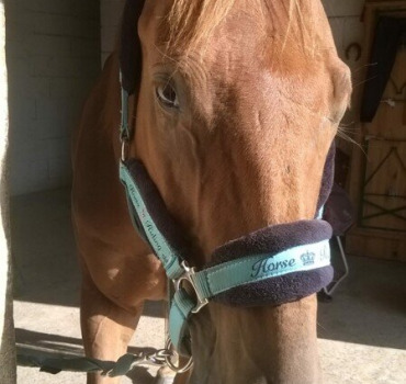 Opération Cheval