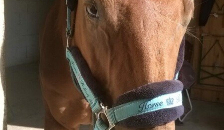 Opération Cheval
