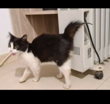 Petit chaton a la queue blessé