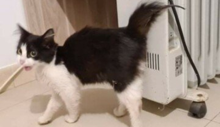 Petit chaton a la queue blessé