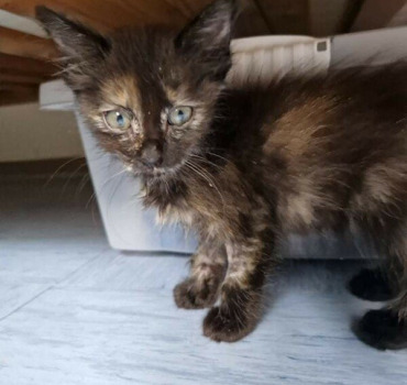 Petit chaton denutrie