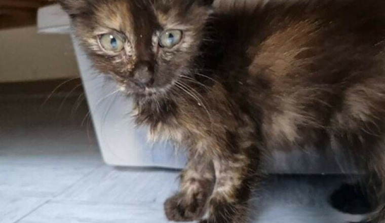 Petit chaton denutrie