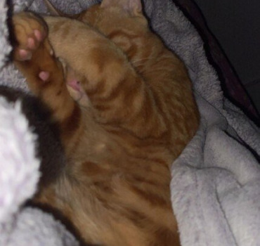 Sauver le petit cheetos…