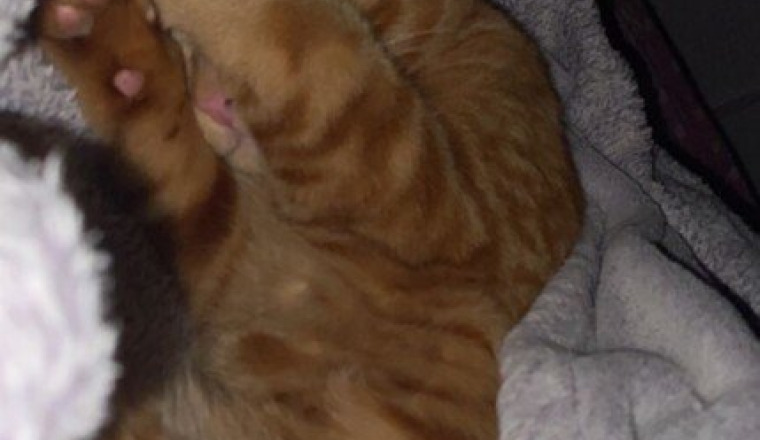 Sauver le petit cheetos…