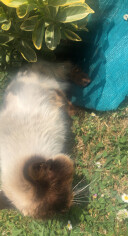 Image justificative de la cagnotte