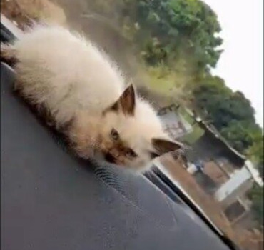 Chaton blessé