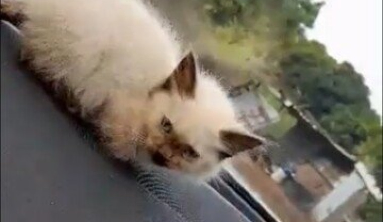 Chaton blessé