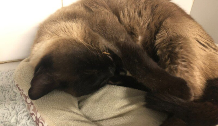 Soins médicaux pour Rapsody