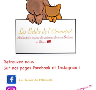 Stérilisations/soins animaux errants de Berkane