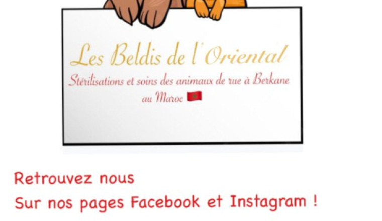 Stérilisations/soins animaux errants de Berkane