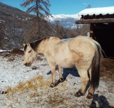 Pépite