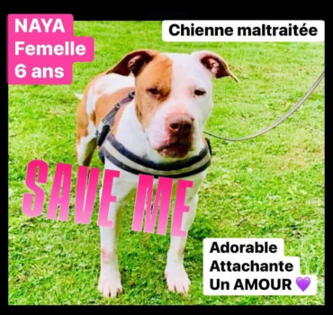 SORTIR NAYA DE FOURRIERE ET LA SAUVER