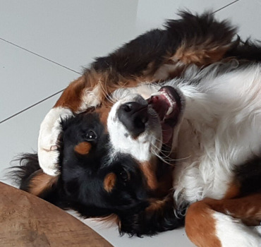 Opération Dysplasie sévère de notre petit chien
