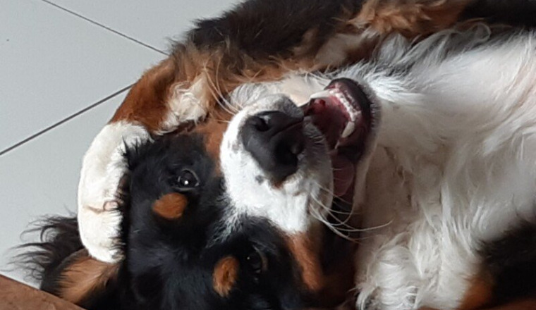 Opération Dysplasie sévère de notre petit chien