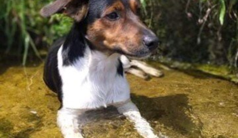 Soins vétérinaire pour Lucky