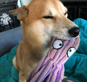 Pour que bébé Kthulhu soit bien soigné