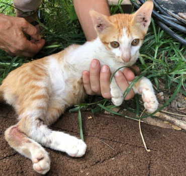Sauvons petit Tiger: chaton des rues Cambodgien