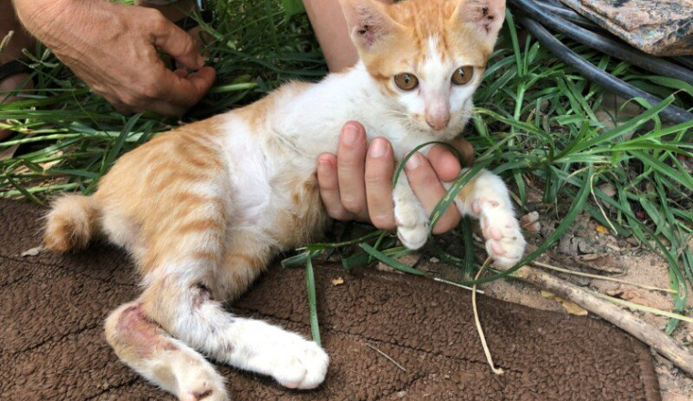 Sauvons petit Tiger: chaton des rues Cambodgien