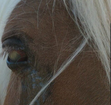 Une vie sans douleur pour Silene