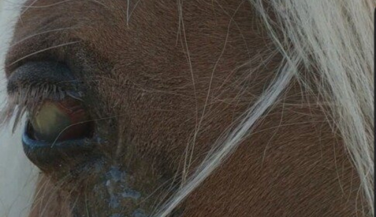 Une vie sans douleur pour Silene