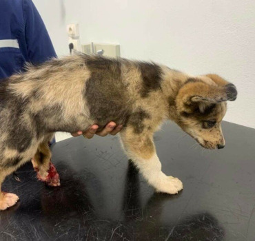 Chiot blessé amputation
