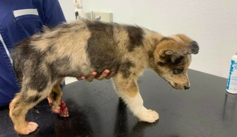 Chiot blessé amputation
