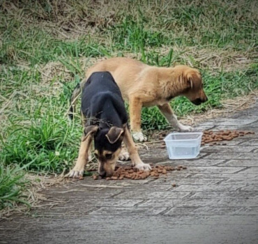 Sauvons la vie des 2 chiots survivant de Cléo