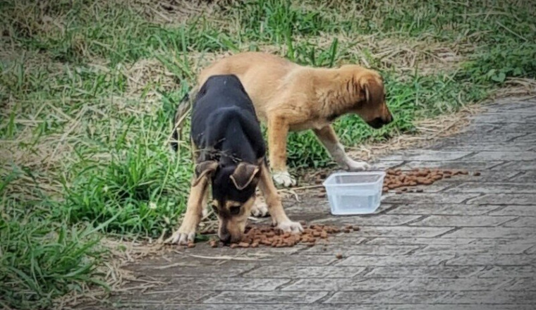 Sauvons la vie des 2 chiots survivant de Cléo
