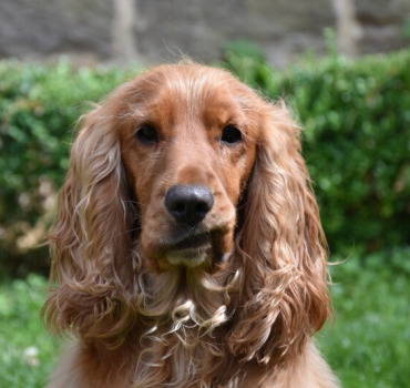 Consultation spécialiste pour Oscar