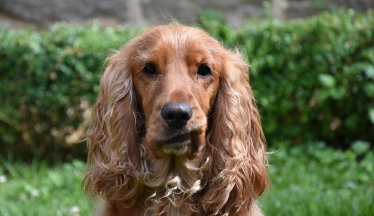 Consultation spécialiste pour Oscar