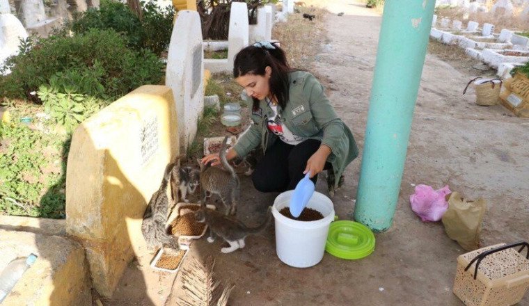 sauvetage des animaux de rue / facture veterinaire