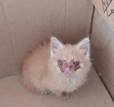 Chaton aux yeux très abîmés