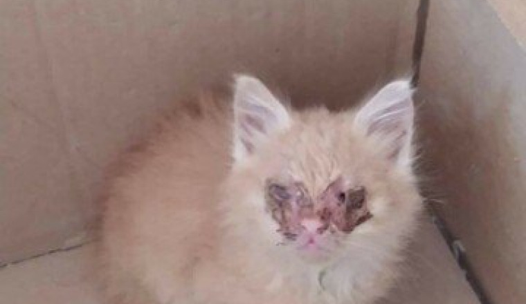 Chaton aux yeux très abîmés