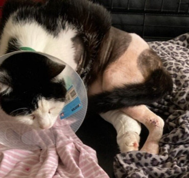 Opèrer Jiji pour remarcher