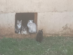 Image justificative de la cagnotte