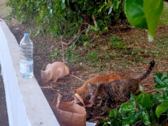 Image justificative de la cagnotte