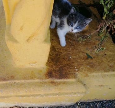 Appel aux dons pour les_4_pattes_marocaines