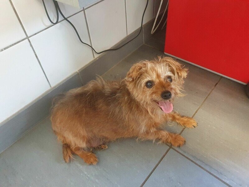 Aidez nous à sauver Gigi  10 ans