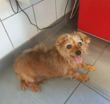 Aidez nous à sauver Gigi  10 ans