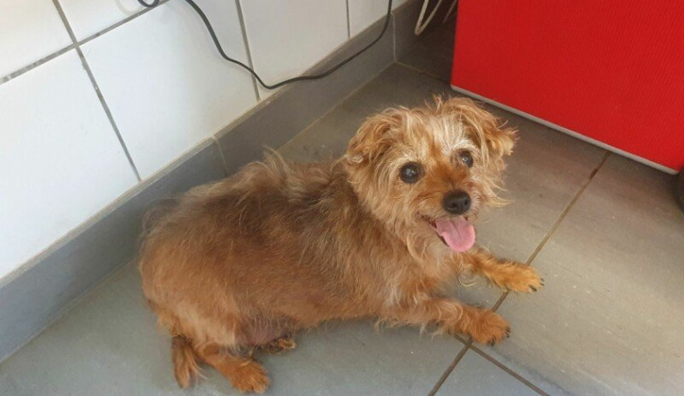 Aidez nous à sauver Gigi  10 ans