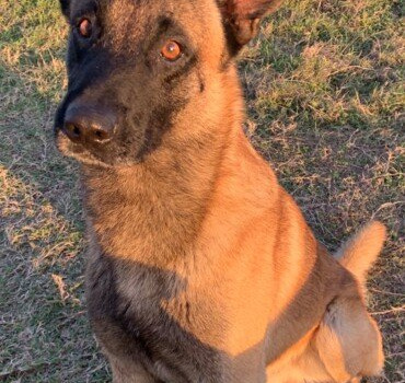 Berger Belge / Malinois - Secteur Sud
