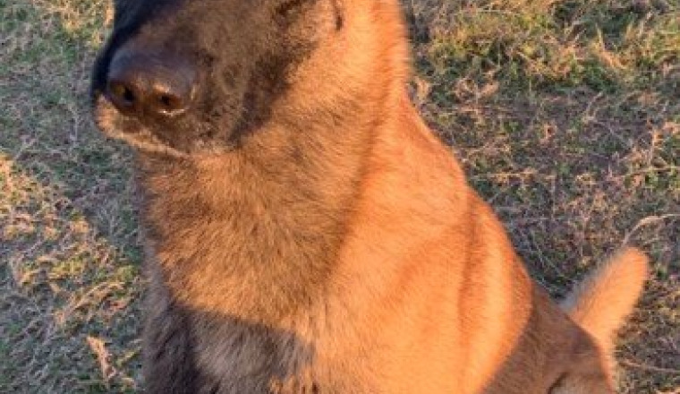 Berger Belge / Malinois - Secteur Sud