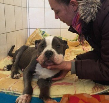 Aide à la création d'un refuge pour les animaux