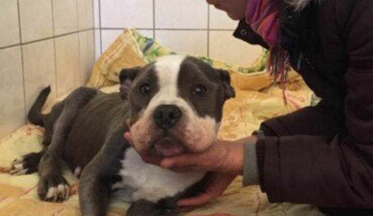 Aide à la création d'un refuge pour les animaux